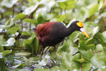 Jacana noir