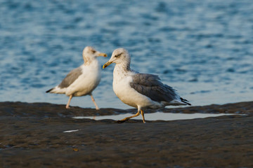 Möwen auf Sand am Wasser