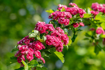 Colorful branch from a pink hawthorn tree in sunlight