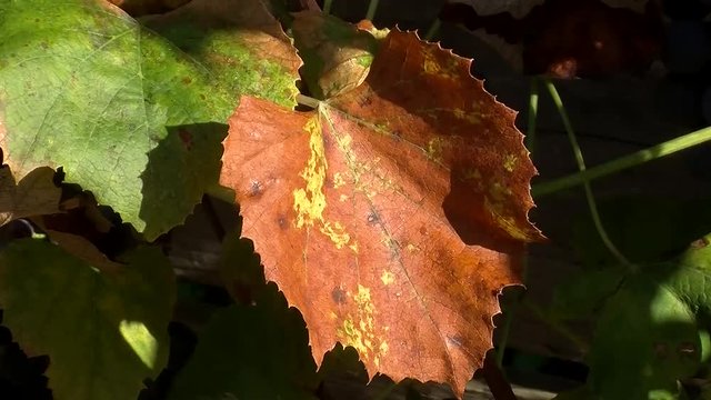Herbstzeit  - ein Teil der Weinbl&auml;tter hat sich schon verf&auml;rbt