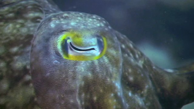 Close Up Of Eye On Cuttlefish, Sepiida, Philippines