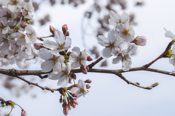 cherry blossom in spring
