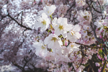 cherry blossom in spring