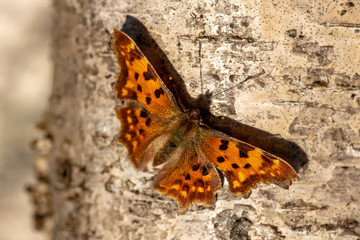 Fototapeta na wymiar Orange and black speckled butterfly sitting on a birch tree trunk in sunlight