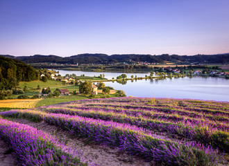 Field of Lavender in Pernica