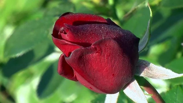 Glitzernde Tauperlen veredeln die rote Rosenbl&uuml;te