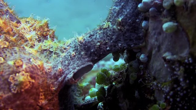 Giant Frogfish, Antennarius Commerson On An Reef, Philippines