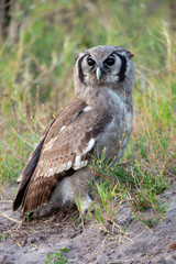 African Marsh Owl - Botswana - Africa