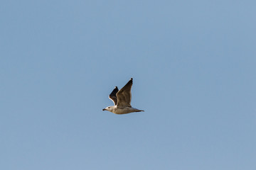 Möwe mit dunklem Gefieder fliegt vor blauem Himmel als Hintergrund