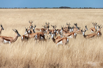 Springbok Antelope - Namibia - Africa - obrazy, fototapety, plakaty