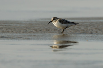 Seevogel auf Schlick mit Spiegelung im Wasser