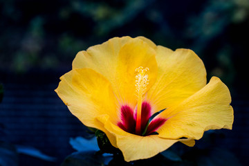 Hibiscusblüte gelb © mali80