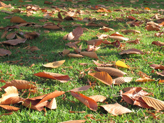 fallen dry leaves on the grass , nature background