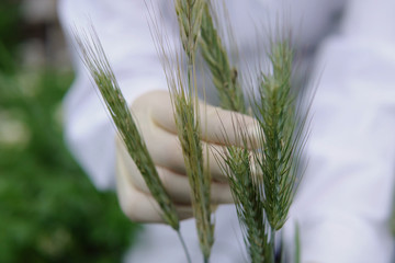 Female laboratory assistant checks cereals for smut.
