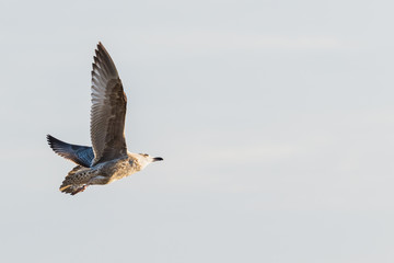 Fliegender Seevogel im Hintergrund Wolken