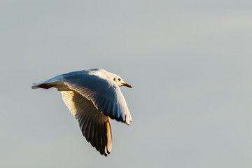 Seevogel fliegt vor Himmel mit Wolken