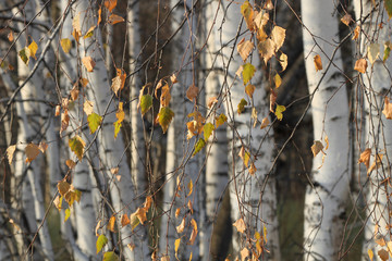 Dry leaves