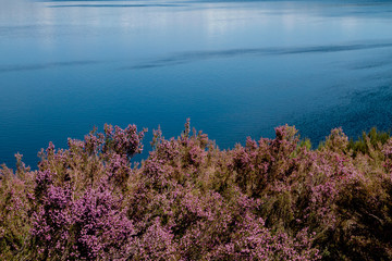 Heath pink flowers at the edge of a lake