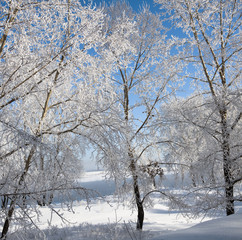 Fototapeta na wymiar Winter landscape