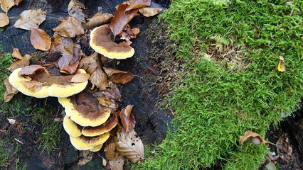 mushrooms in forest