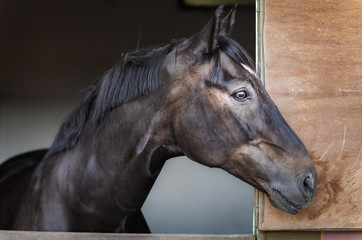 Portrait of a horse in a stable, horizontal