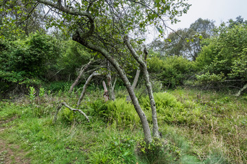 アメリカ、シェナンドー国立公園