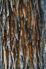 Obraz premium Texture of gray tree bark for 3D modeling. Tree with gray bark,