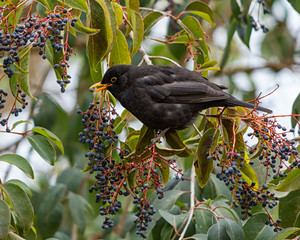 A male blackbird feeds on berries in a tree