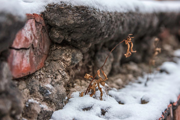 Frozen sprout in the ruined wall