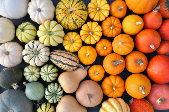 Colorful pumpkins and squashes collection. Autumn background.