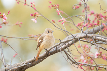 ジョウビタキと春の訪れ
