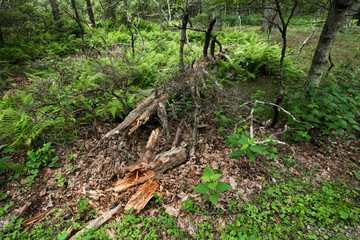 アメリカ、シェナンドー国立公園