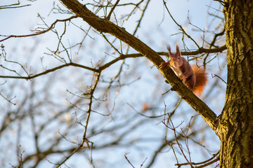 Eichhörnchen (Sciurus) im Baum