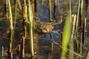 Kröte im Teich