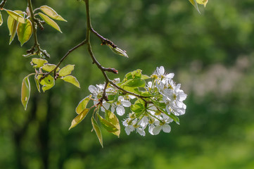Zweig mit Apfelblüten