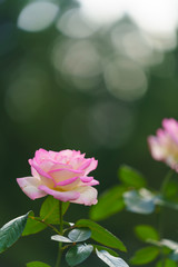 Obraz premium 薔薇