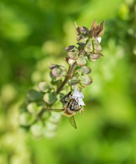 Honey bee covered on flower bud in garden