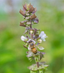 Honey bee covered on flower bud in garden
