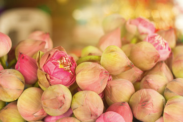 Beautiful pink lotus. For various festivals, pay homage.