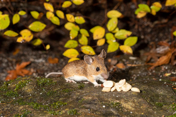 Maus mit Nüssen im Herbst