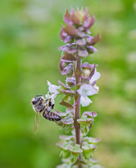 Honey bee covered on flower bud in garden
