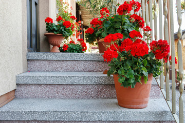 Flowerpots with red geranium (pelargonium) flowers standing on stone stairs.