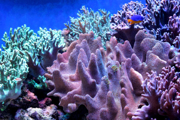 Fototapeta na wymiar Marine background with reefs and living corals. Sea and ocean life backdrop with blue water. Underwater inhabitants. Diving or oceanarium or aquarium picture
