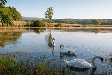 white swans with small swans on the lake