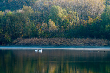 Obraz na płótnie Canvas white swans with small swans on the lake
