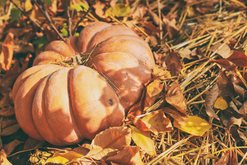 large bright orange pumpkin lies in dry leaves and straw on a sunny day. Concept - autumn background, harvest