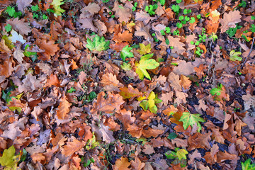 Colorful Autumn Leaves in the Forest Portrait