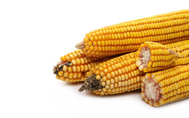 Corncobs isolated on white background