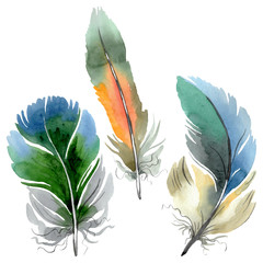 Colorful bird feather from wing isolated. Watercolor background illustration set. Isolated feather illustration element.