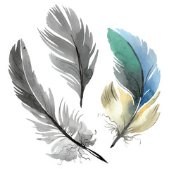 Obraz premium Colorful bird feather from wing isolated. Watercolor background illustration set. Isolated feather illustration element.